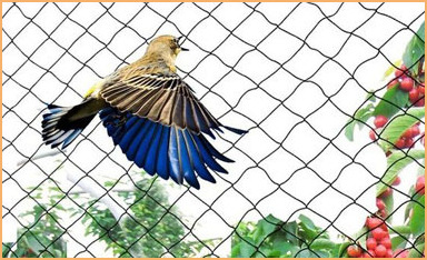 Anti Bird Nets