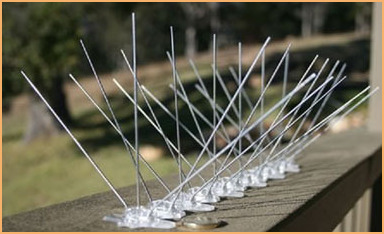 Bird Spikes
